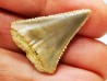 Fossil tooth of Great white shark: Carcharodon carcharias