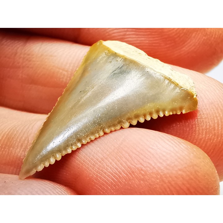 Fossil tooth of Great white shark: Carcharodon carcharias