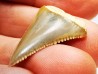 Dent fossile du GRAND REQUIN BLANC : Carcharodon carcharias