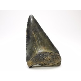 Dent fossile du GRAND REQUIN BLANC : Carcharodon carcharias