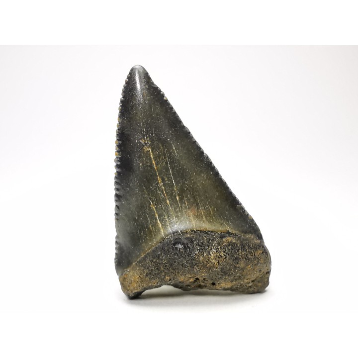 Dent fossile du GRAND REQUIN BLANC : Carcharodon carcharias
