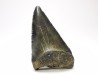 Fossil tooth of Great white shark: Carcharodon carcharias