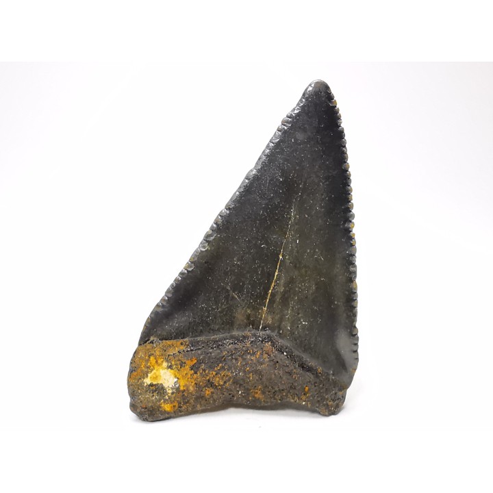 Dent fossile du GRAND REQUIN BLANC : Carcharodon carcharias
