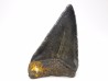 Dent fossile du GRAND REQUIN BLANC : Carcharodon carcharias