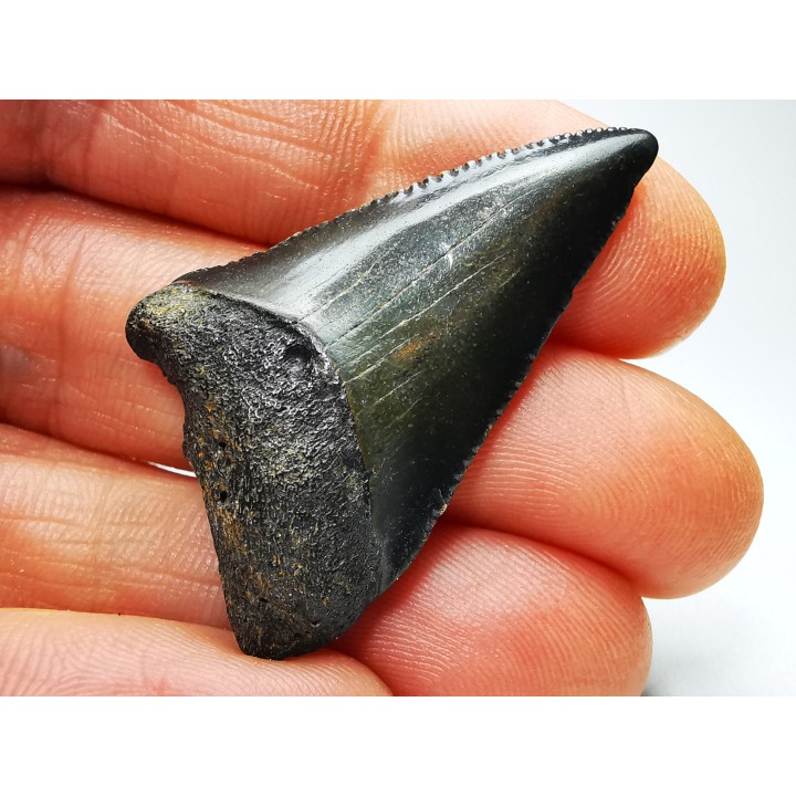 Dent fossile du GRAND REQUIN BLANC : Carcharodon carcharias