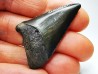 Fossil tooth of Great white shark: Carcharodon carcharias