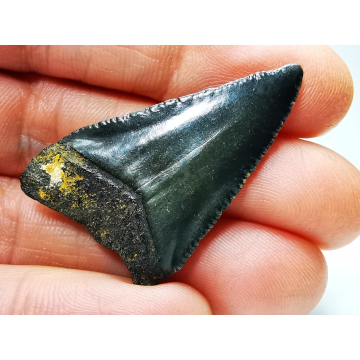 Dent fossile du GRAND REQUIN BLANC : Carcharodon carcharias