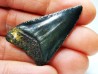 Dent fossile du GRAND REQUIN BLANC : Carcharodon carcharias