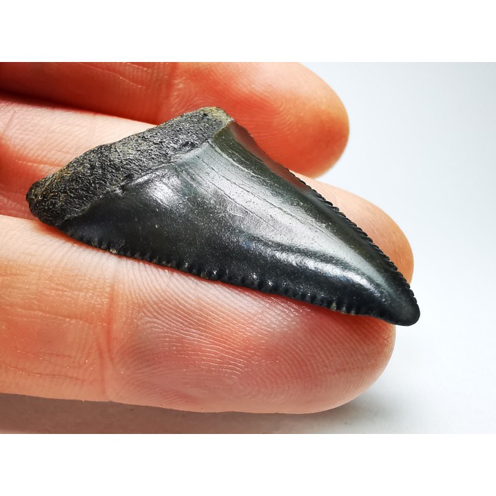 Dent fossile du GRAND REQUIN BLANC : Carcharodon carcharias