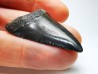 Fossil tooth of Great white shark: Carcharodon carcharias