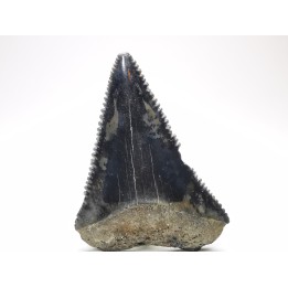 Fossil tooth of Great white shark: Carcharodon carcharias