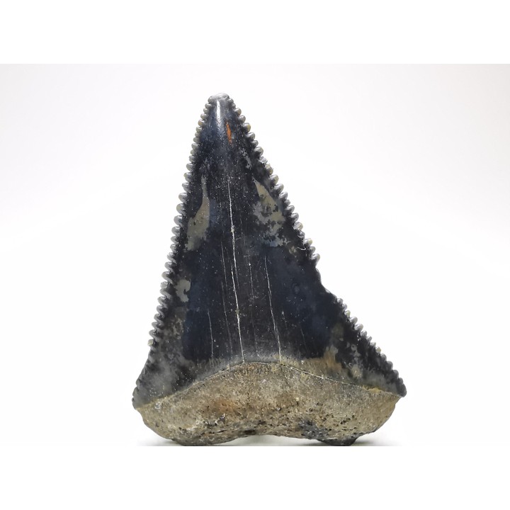 Fossil tooth of Great white shark: Carcharodon carcharias