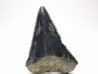 Dent fossile du GRAND REQUIN BLANC : Carcharodon carcharias