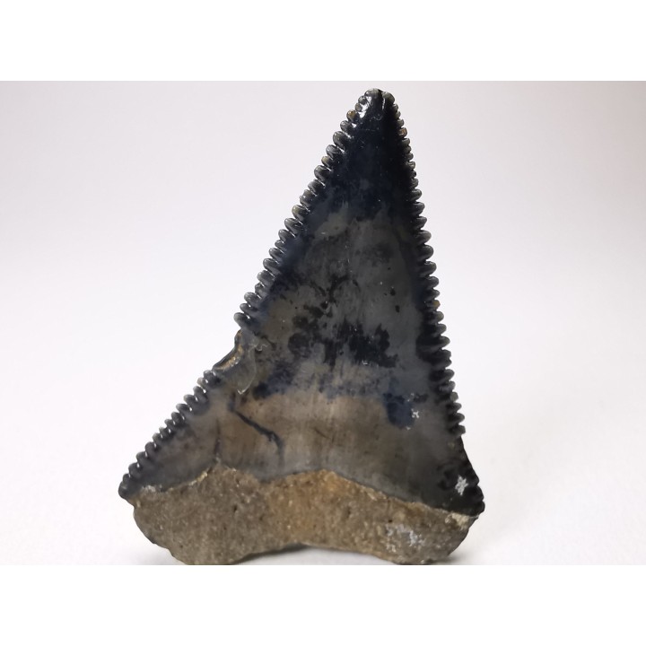 Dent fossile du GRAND REQUIN BLANC : Carcharodon carcharias