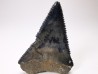 Dent fossile du GRAND REQUIN BLANC : Carcharodon carcharias