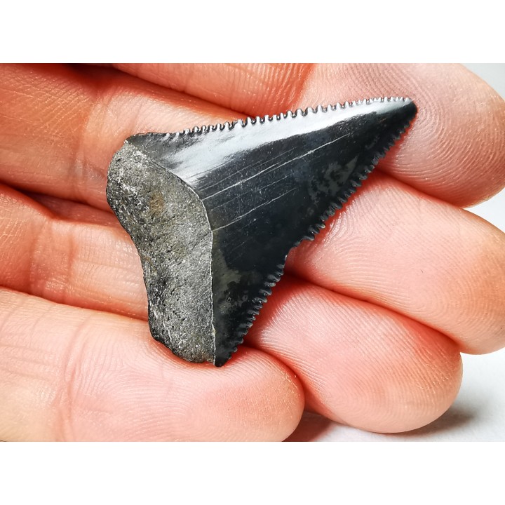 Dent fossile du GRAND REQUIN BLANC : Carcharodon carcharias