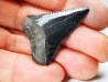 Fossil tooth of Great white shark: Carcharodon carcharias