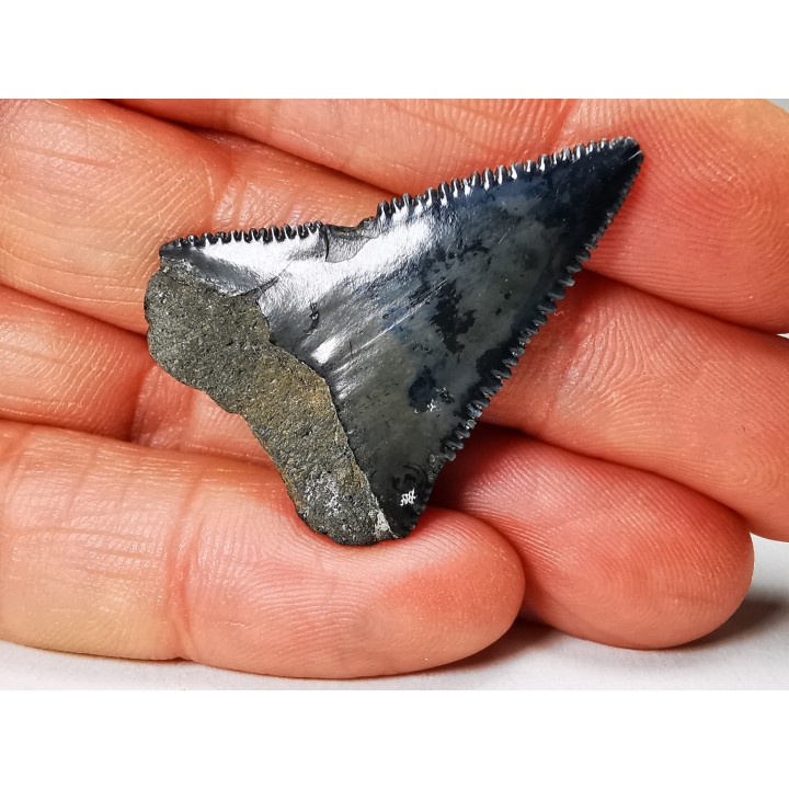 Fossil tooth of Great white shark: Carcharodon carcharias