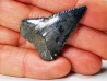 Fossil tooth of Great white shark: Carcharodon carcharias