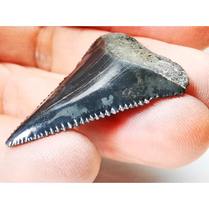 Dent fossile du GRAND REQUIN BLANC : Carcharodon carcharias