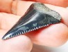 Dent fossile du GRAND REQUIN BLANC : Carcharodon carcharias