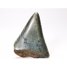 Dent fossile du GRAND REQUIN BLANC : Carcharodon carcharias