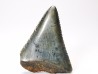 Dent fossile du GRAND REQUIN BLANC : Carcharodon carcharias