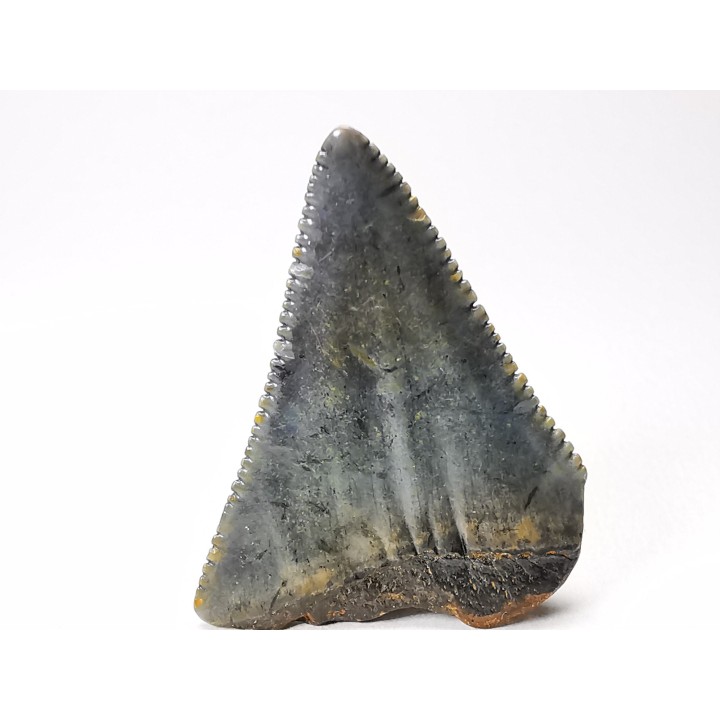 Dent fossile du GRAND REQUIN BLANC : Carcharodon carcharias