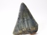 Dent fossile du GRAND REQUIN BLANC : Carcharodon carcharias