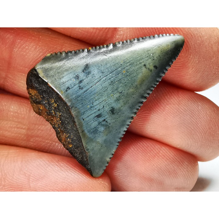 Fossil tooth of Great white shark: Carcharodon carcharias