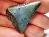 Fossil tooth of Great white shark: Carcharodon carcharias