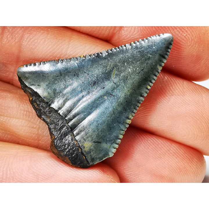 Fossil tooth of Great white shark: Carcharodon carcharias