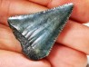 Fossil tooth of Great white shark: Carcharodon carcharias