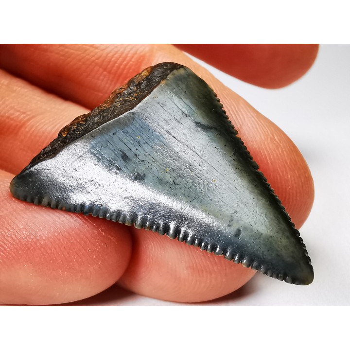 Dent fossile du GRAND REQUIN BLANC : Carcharodon carcharias