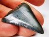 Fossil tooth of Great white shark: Carcharodon carcharias
