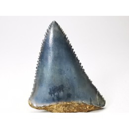 Fossil tooth of Great white shark: Carcharodon carcharias