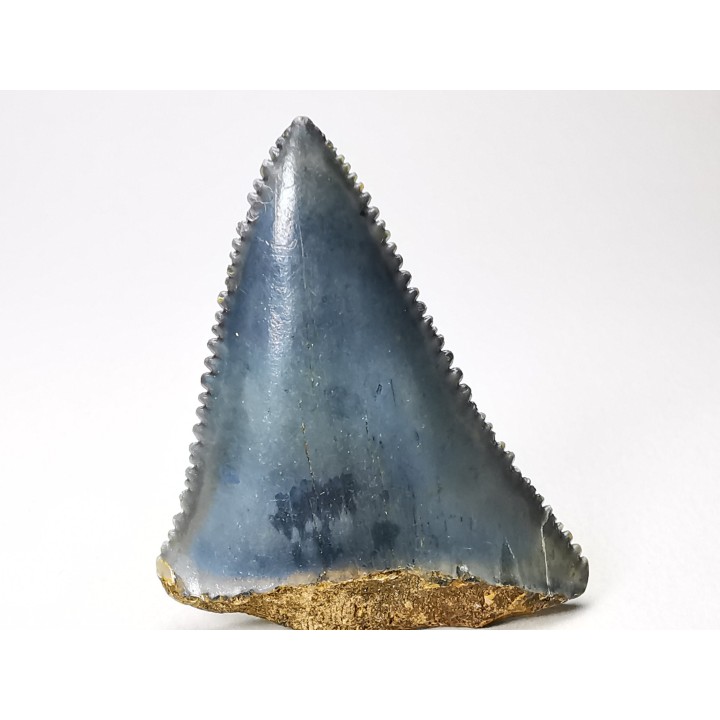 Fossil tooth of Great white shark: Carcharodon carcharias