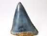 Fossil tooth of Great white shark: Carcharodon carcharias
