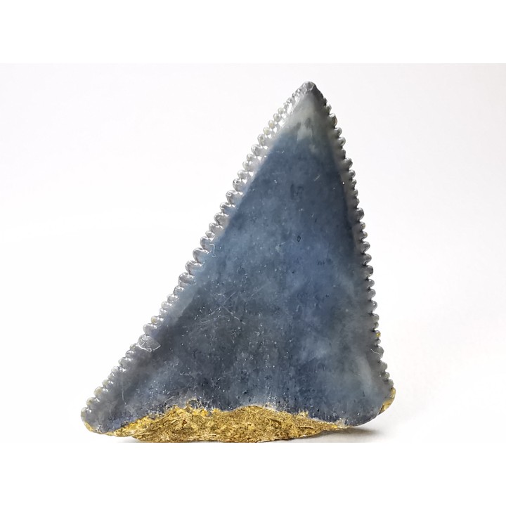 Fossil tooth of Great white shark: Carcharodon carcharias