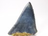 Dent fossile du GRAND REQUIN BLANC : Carcharodon carcharias