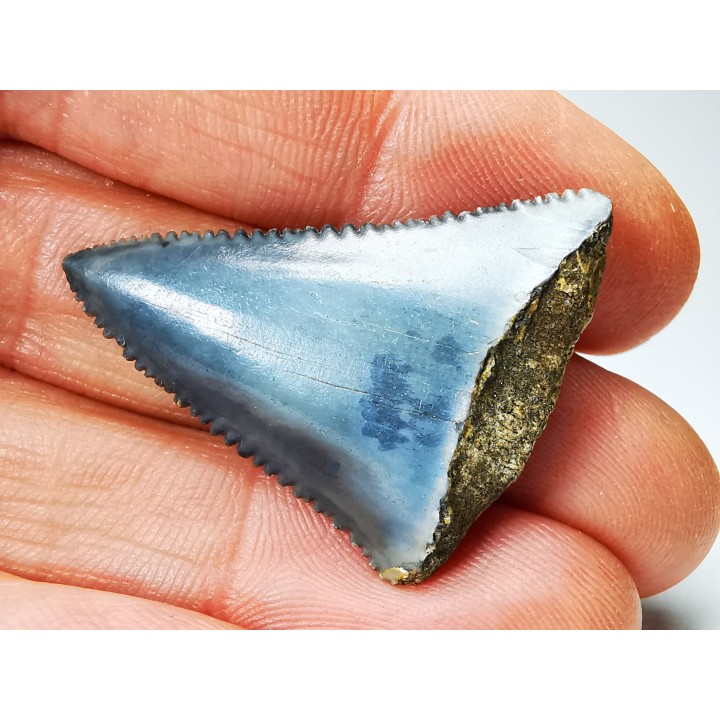 Fossil tooth of Great white shark: Carcharodon carcharias