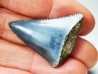Dent fossile du GRAND REQUIN BLANC : Carcharodon carcharias