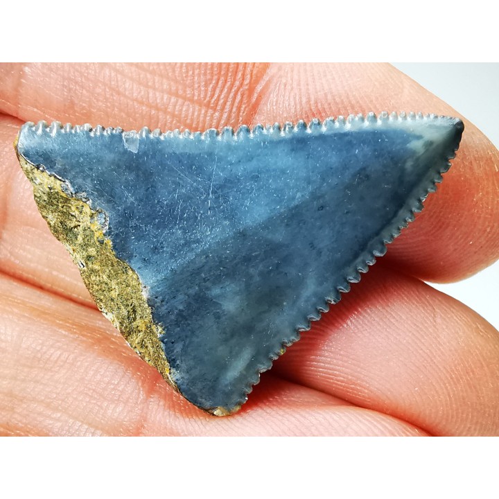 Fossil tooth of Great white shark: Carcharodon carcharias