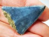 Fossil tooth of Great white shark: Carcharodon carcharias