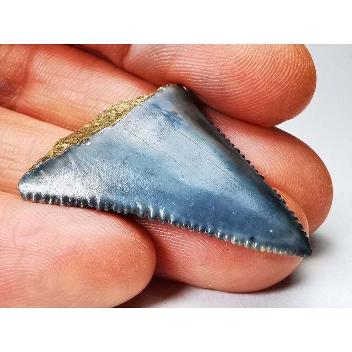 Fossil tooth of Great white shark: Carcharodon carcharias