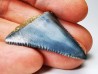 Dent fossile du GRAND REQUIN BLANC : Carcharodon carcharias