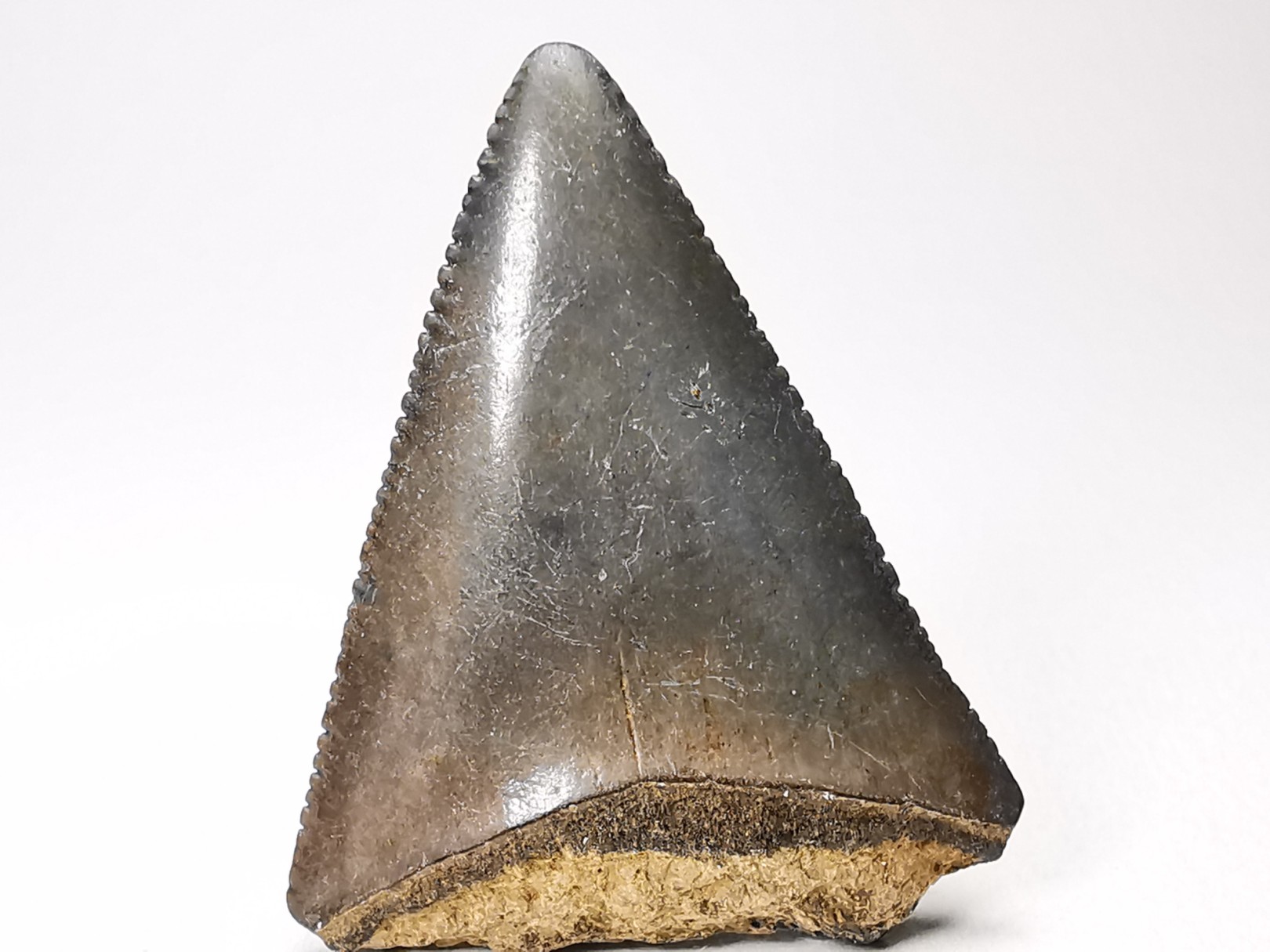 Dent fossile du GRAND REQUIN BLANC : Carcharodon carcharias