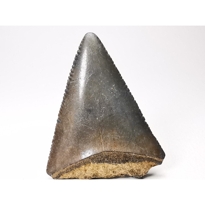Fossil tooth of Great white shark: Carcharodon carcharias