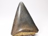 Dent fossile du GRAND REQUIN BLANC : Carcharodon carcharias