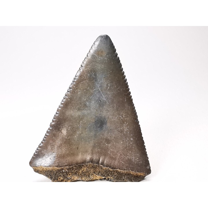 Fossil tooth of Great white shark: Carcharodon carcharias